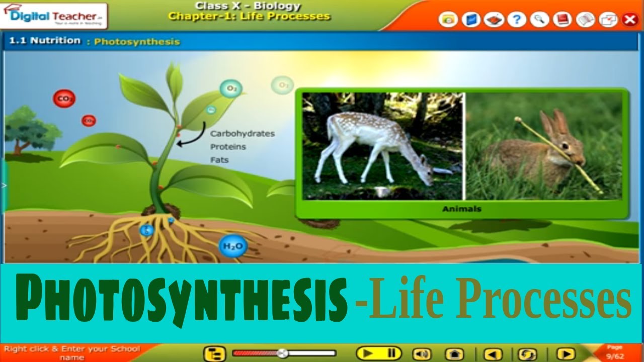 Photosynthesis - Life processes, Class 10 Biology | Digital Teacher