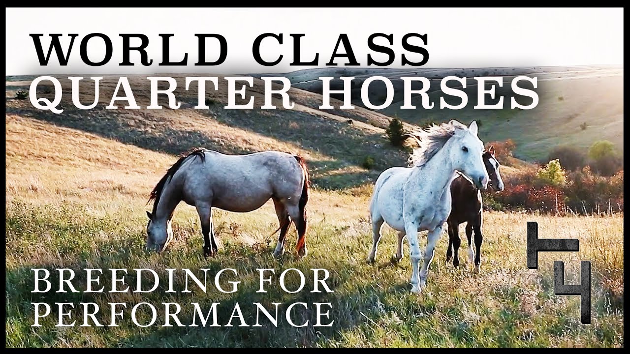 Performance Quarter Horse Breeding Program - T4 Cowan Ranch, South Dakota