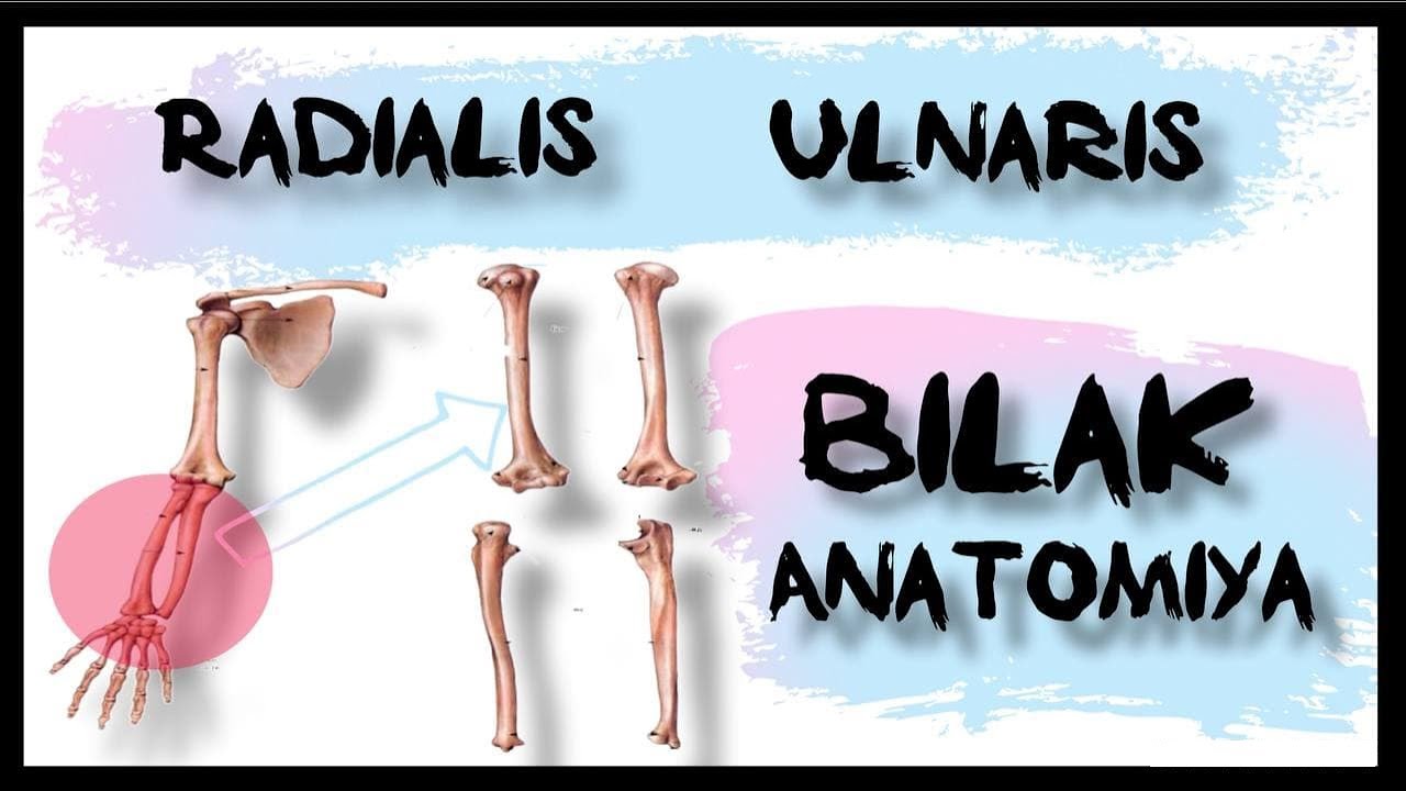 Bilak suyagi RADIALIS, ULNARIS (Anatimiya lotin tilida)