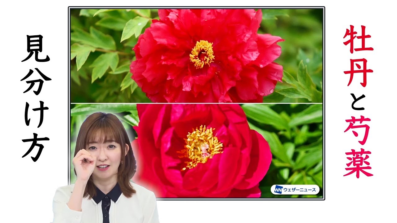 【難しい!?】牡丹と芍薬の見分け方/2022年5月15日(日)配信