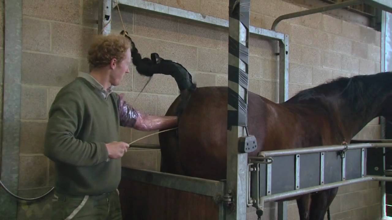 Artificial Insemination of a Mare - Instructional Video