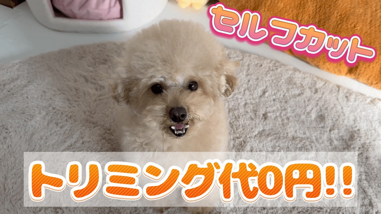 【トイプードル】トリミング代0円‼︎セルフカット動画🐶🤍