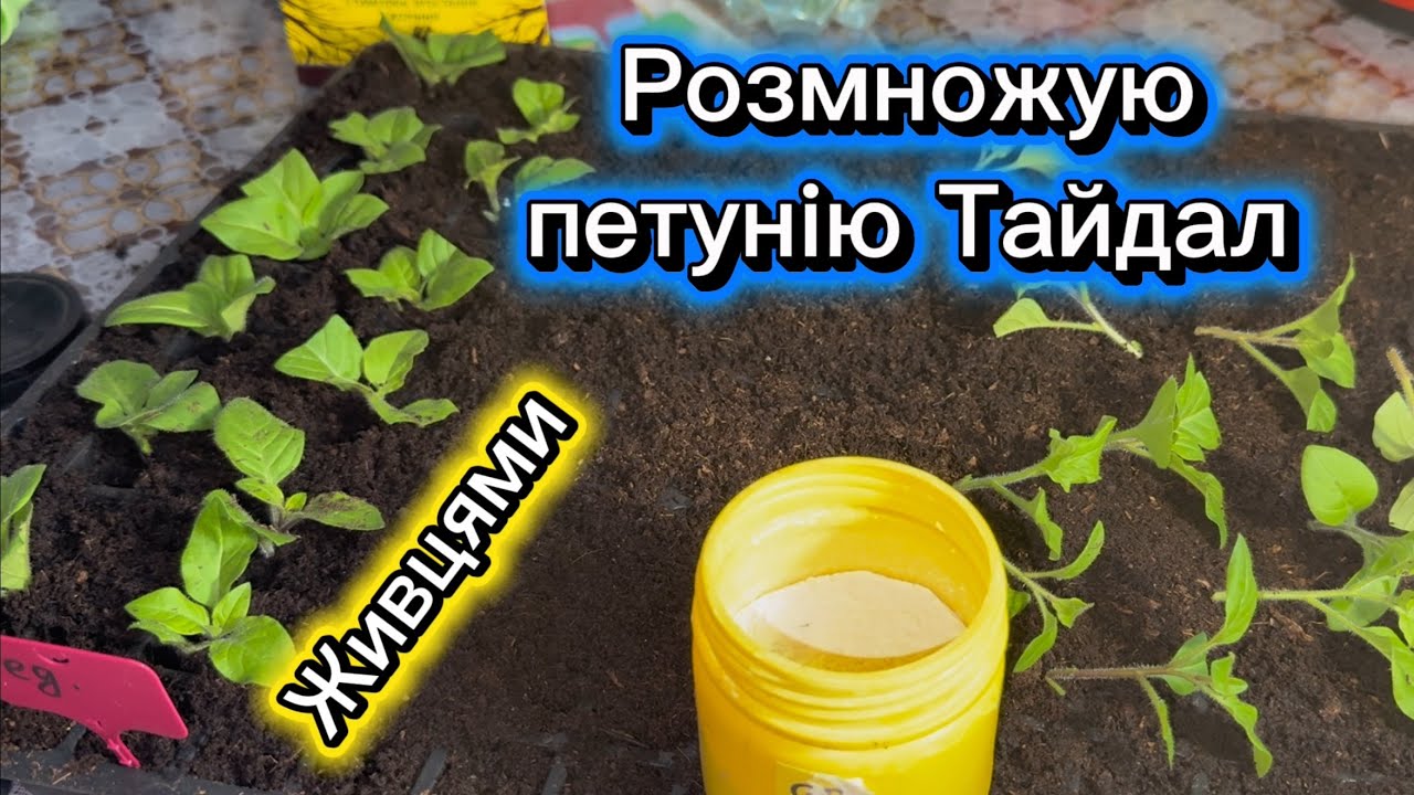 Розмножую петунії Тайдал живцями, бо час іде. 