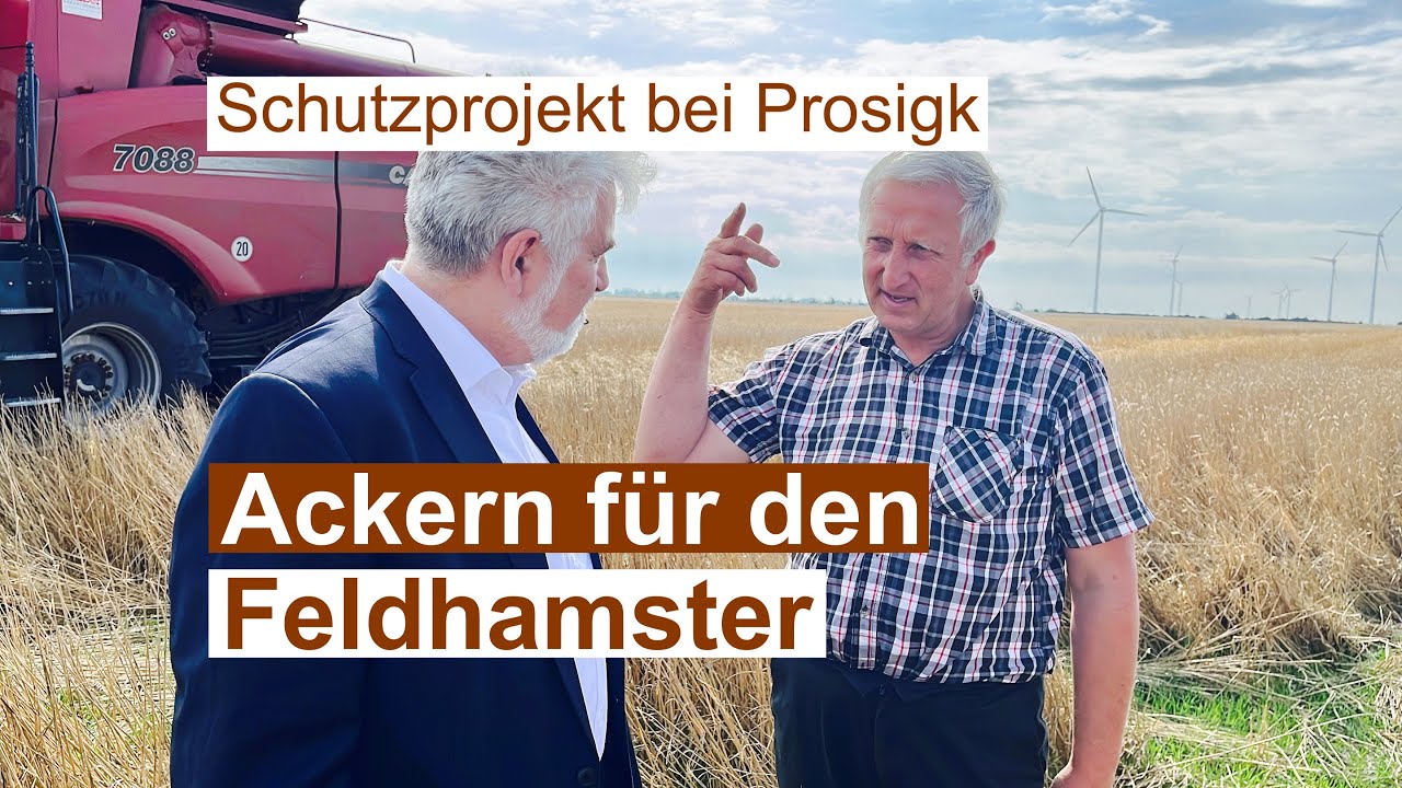 Ackern für den Feldhamster | Erntemethode hilft beim Schutz der Tiere