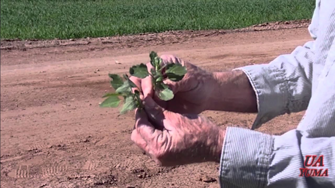 В чем разница между сортами Goosefoot и Lambsquarter?.wmv