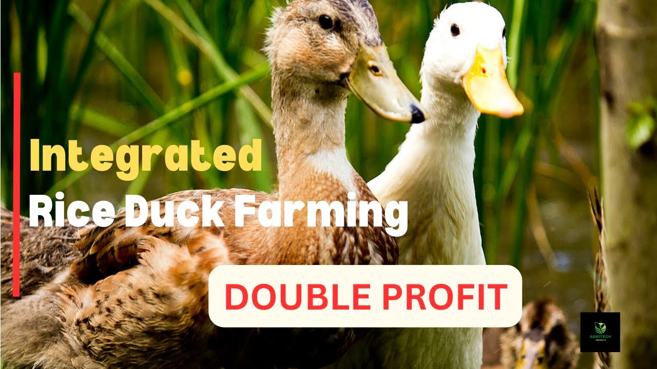 Integrated Rice Duck Farming Technique| Grow Rice and Duck Together| Sustainable Organic Agriculture