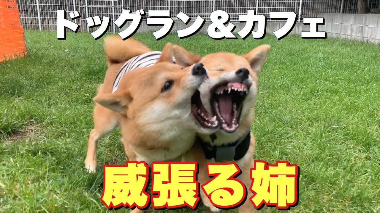 貸し切りドッグランで威張る福ちゃんww
