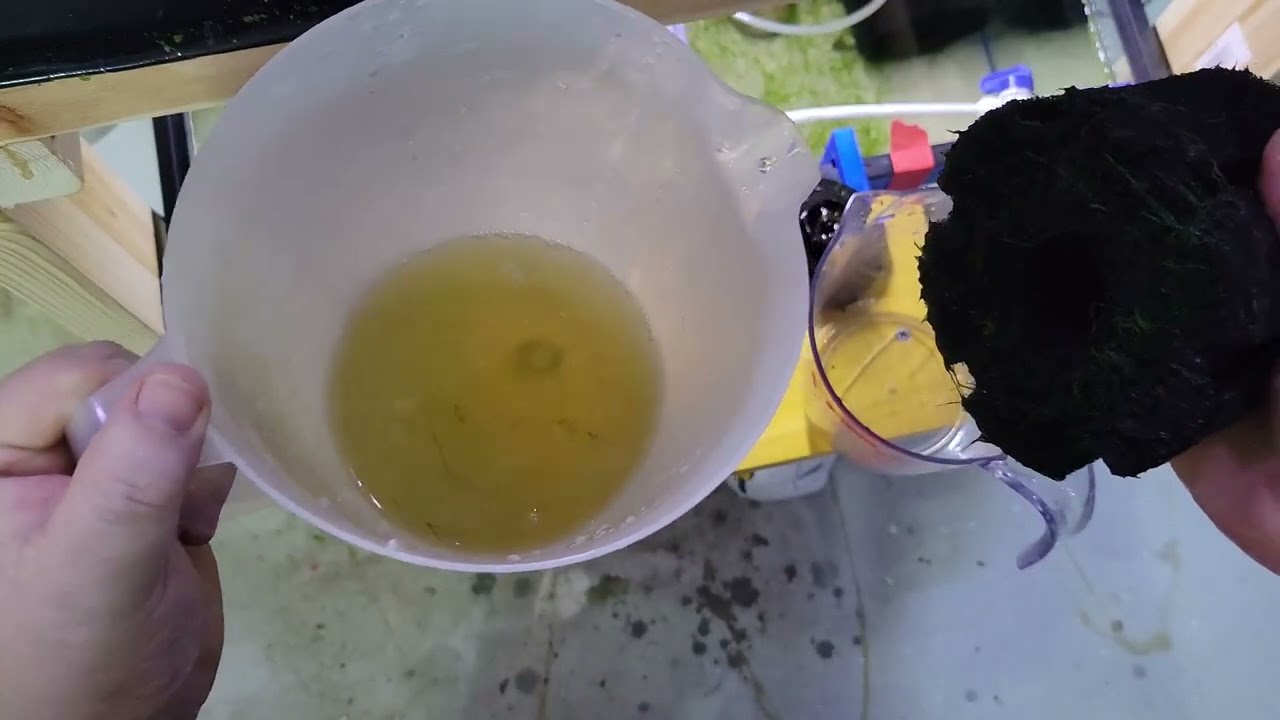 Sponge filter cleaning time!  How simple and efficient is your process?