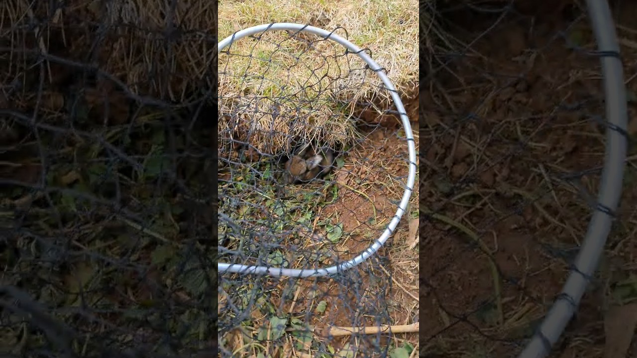 Wild lost baby bunny wants to live with my bunnies. I guess I better do something