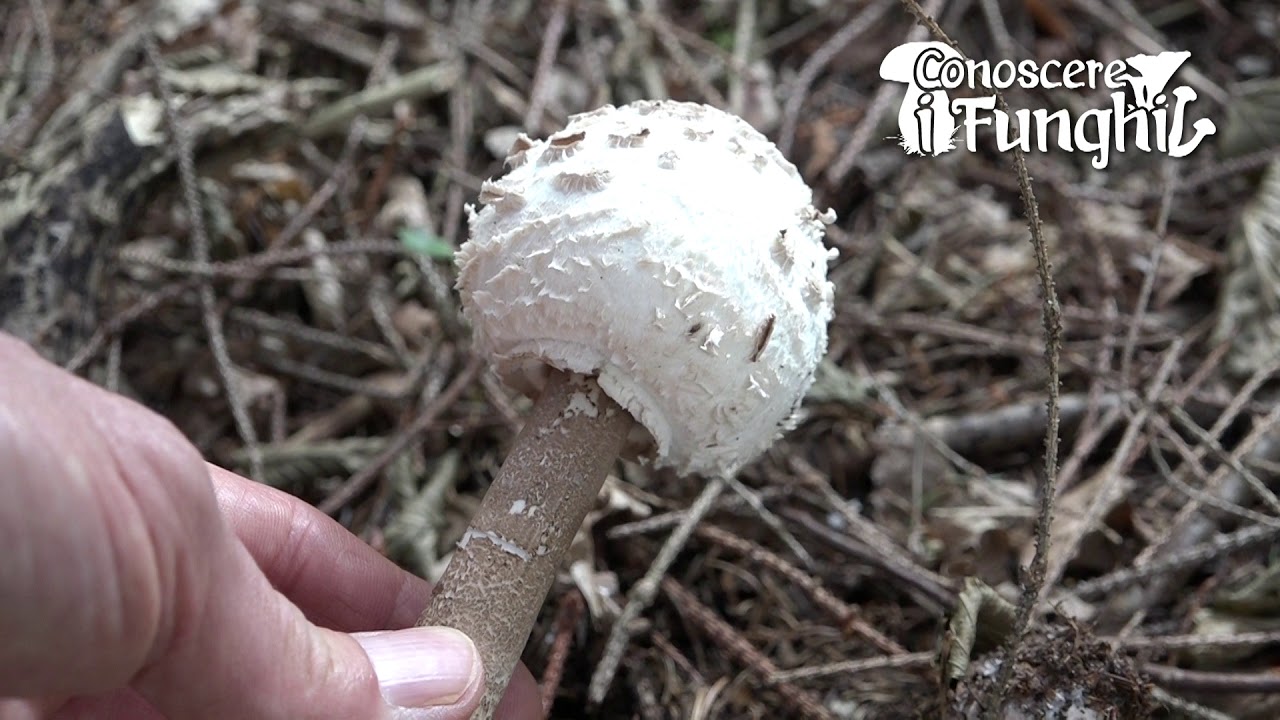 Conoscere i Funghi 1 MACROLEPIOTA PROCERA 2019/09/02