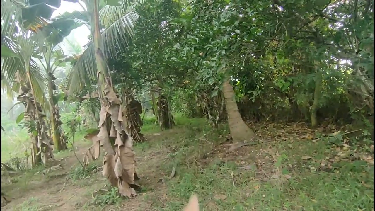8100sqm farm lot with overlooking view in San Antonio Quezon