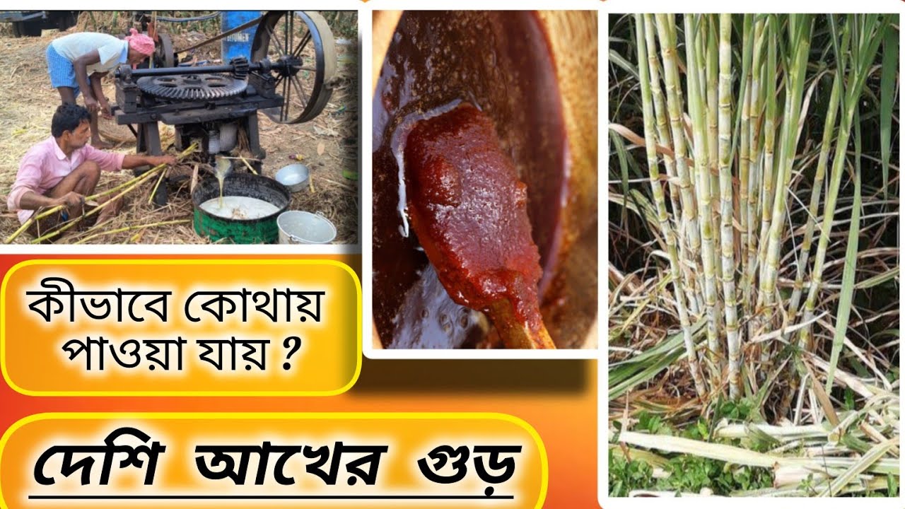 কোথায় কীভাবে পাওয়া যায় দেশি আখের গুড় | Where & How to Get Desi Sugarcane Molasses