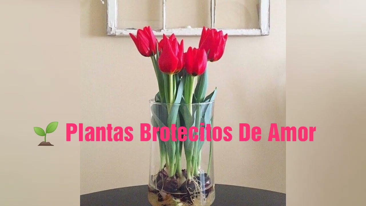 🌷 Cómo Cuidar Tulipanes En Maceta Y En Agua Para Que Florezcan