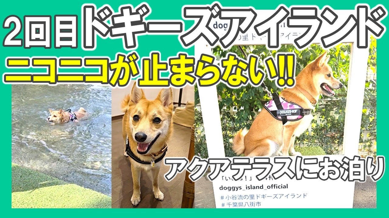 ２回目ドギーズアイランド【アクアテラスお泊り】ニコニコが止まらない／初泳ぎ!!／犬の楽園／レストラン水音／ポメ柴ぽんず日記