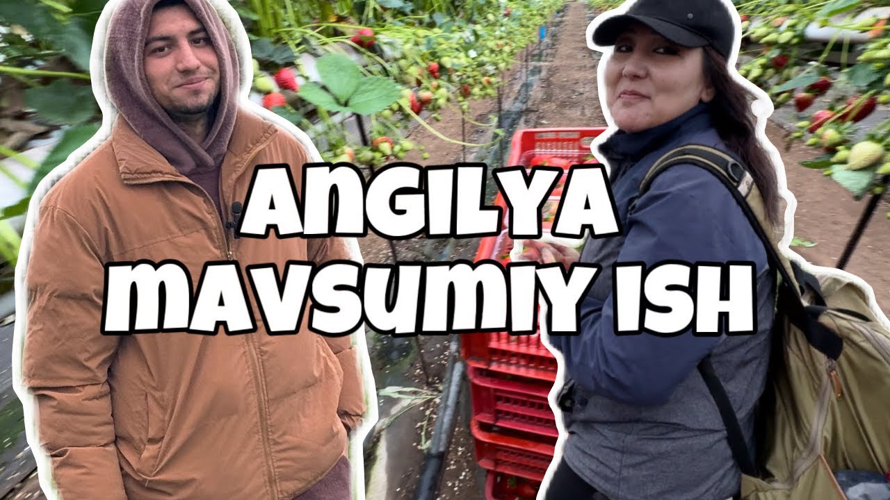 Angilyada qulipnay terish Oilaviy kelish sharoitlar Oyliklar haqida