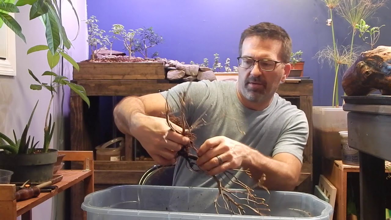 Dave's Bonsai Episode 3:  Repotting Azalea