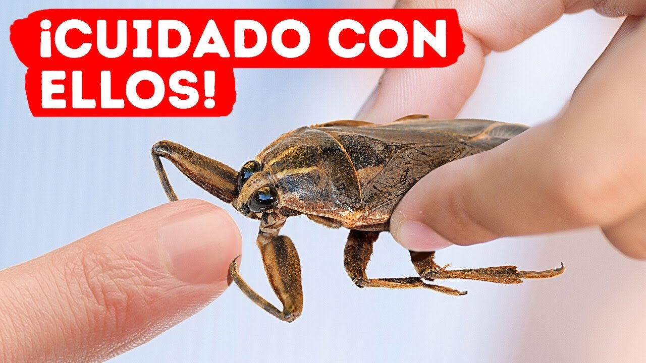 Si alguna vez ve este escarabajo, salga deprisa + otros consejos de seguridad