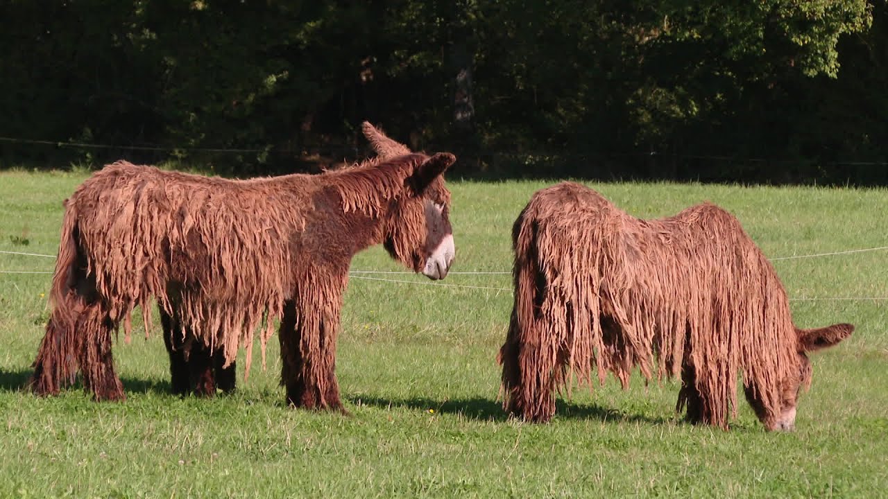 Patrimoine : la préservation des races mulassières, baudets du Poitou, cheval breton,...