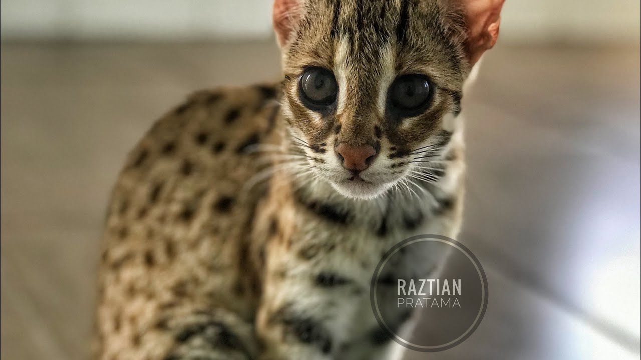 Asian Leopard Cat  EAT Chicken