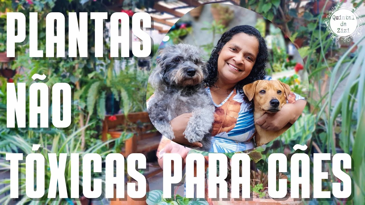 Plantas que não são tóxicas para cachorros | 7 espécies de plantas que não fazem mal para os cães