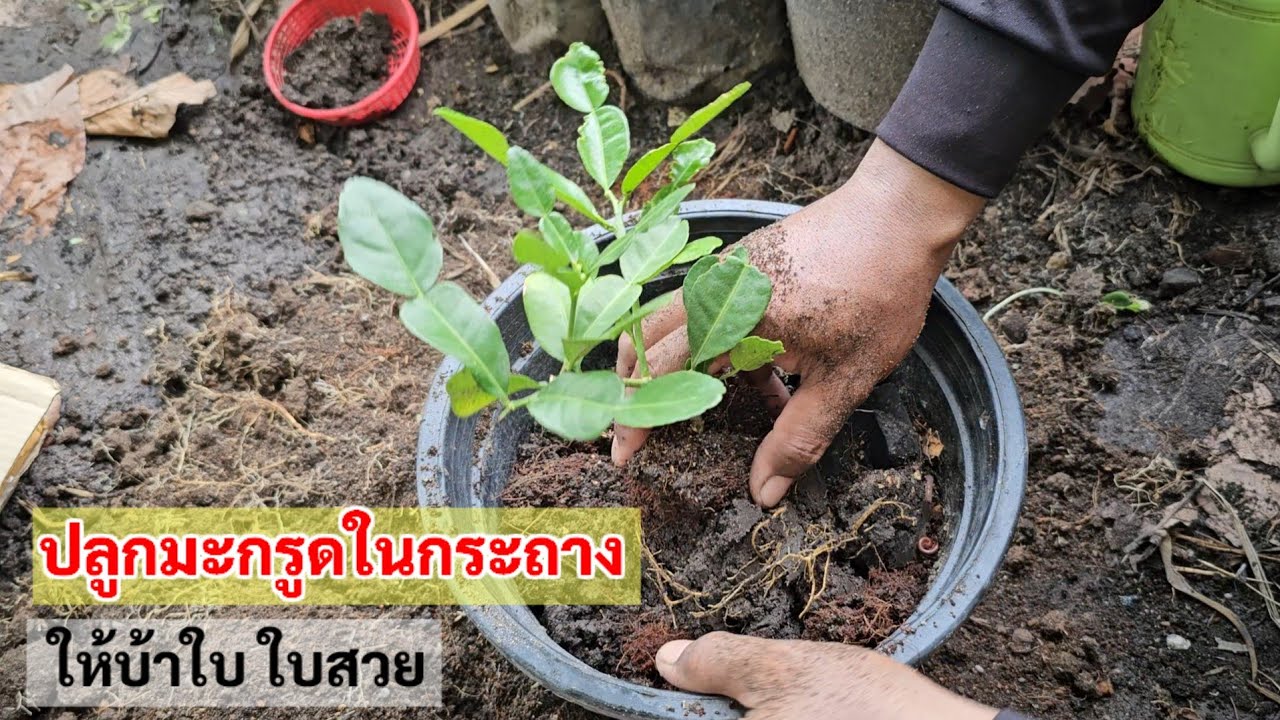 เคล็ดลับง่ายๆ💥ปลูกมะกรูดในกระถาง ให้แตกกอ พุ่มใหญ่ ตั้งแต่เริ่ม(ใช้ดินเก่า)