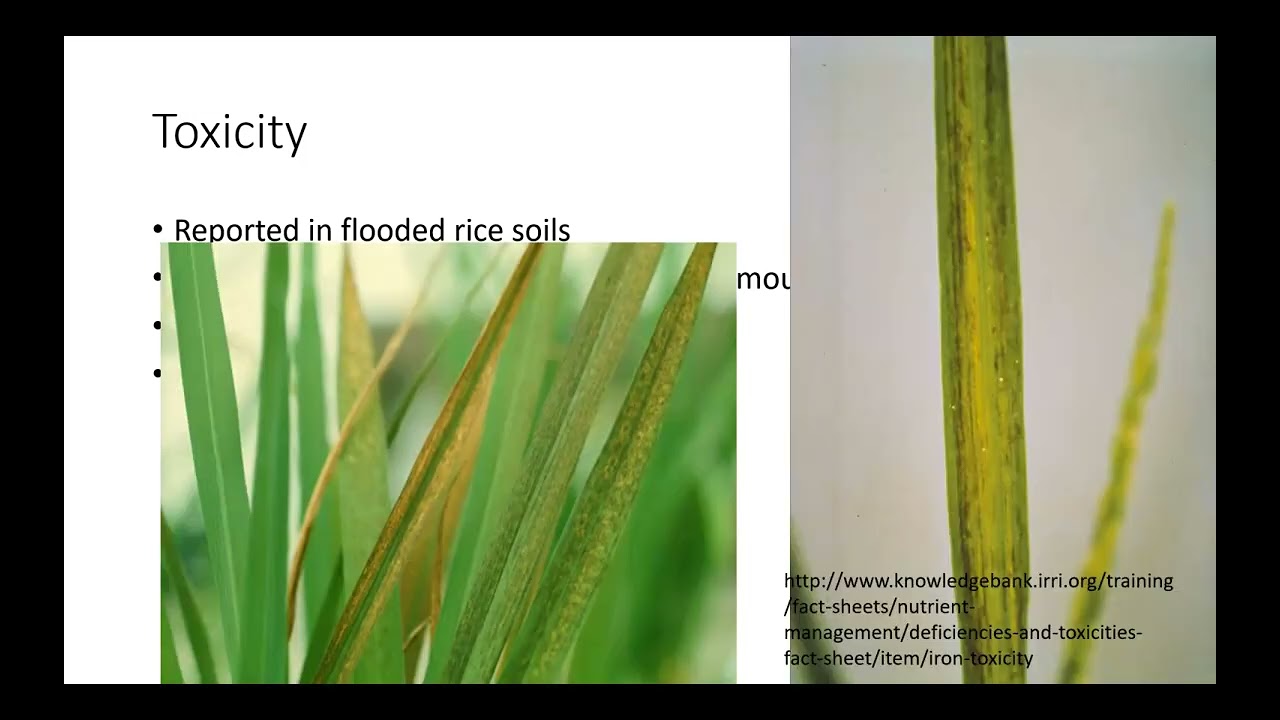 Mineral Nutrition of Iron in Plants