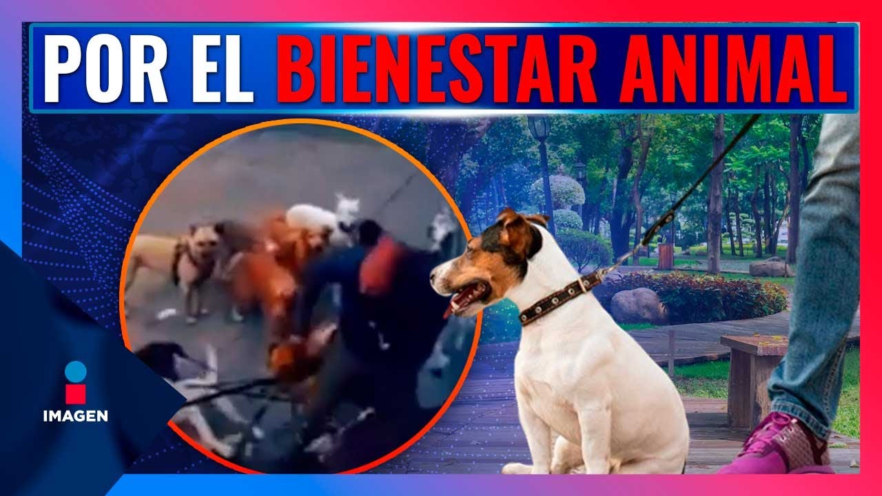 Buscan crear padr&oacute;n de paseadores de perros en la CDMX | Noticias con Francisco Zea