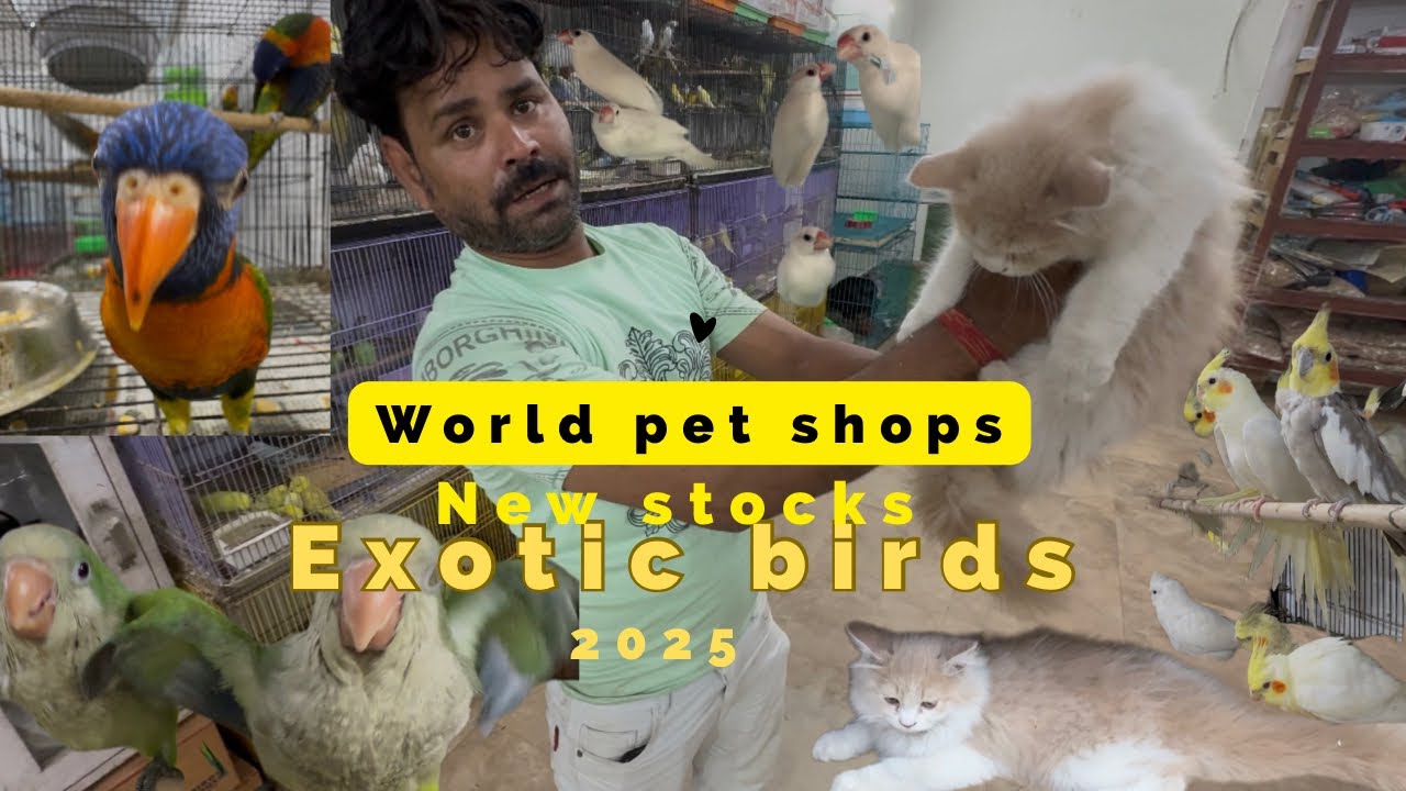 World Pet Shop || Quality Birds woh bhi budget Mai || Birds in Delhi for sale Exotic 🦅 Birds.