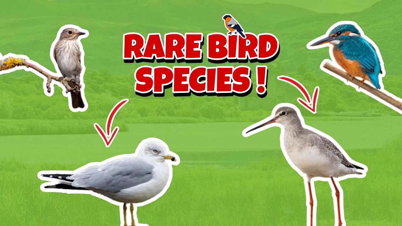 Looking for Rare Birds in my Home County !(Killarney NP, Blennerville & Cockleshell, Kerry, Ireland)