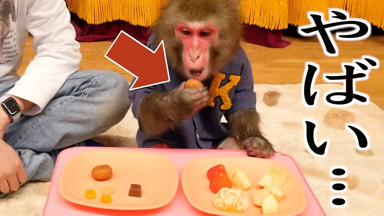 フルーツより人間のお菓子が好きになってしまったお猿さんがやばい…。