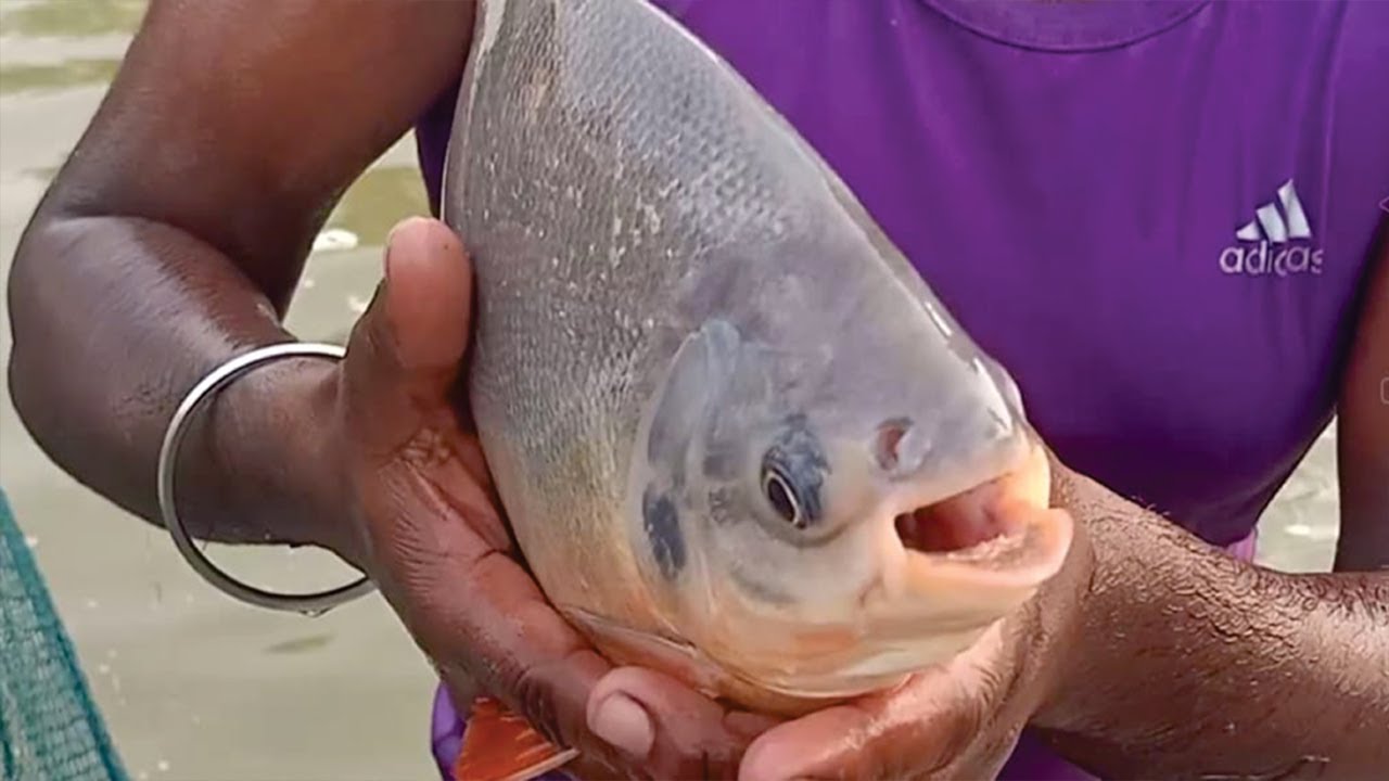 Vavvaa Valarpu l Vavva Fish Valarpu| Pomfret fisheries | River fish | Kuttai meen valarppu | Meen