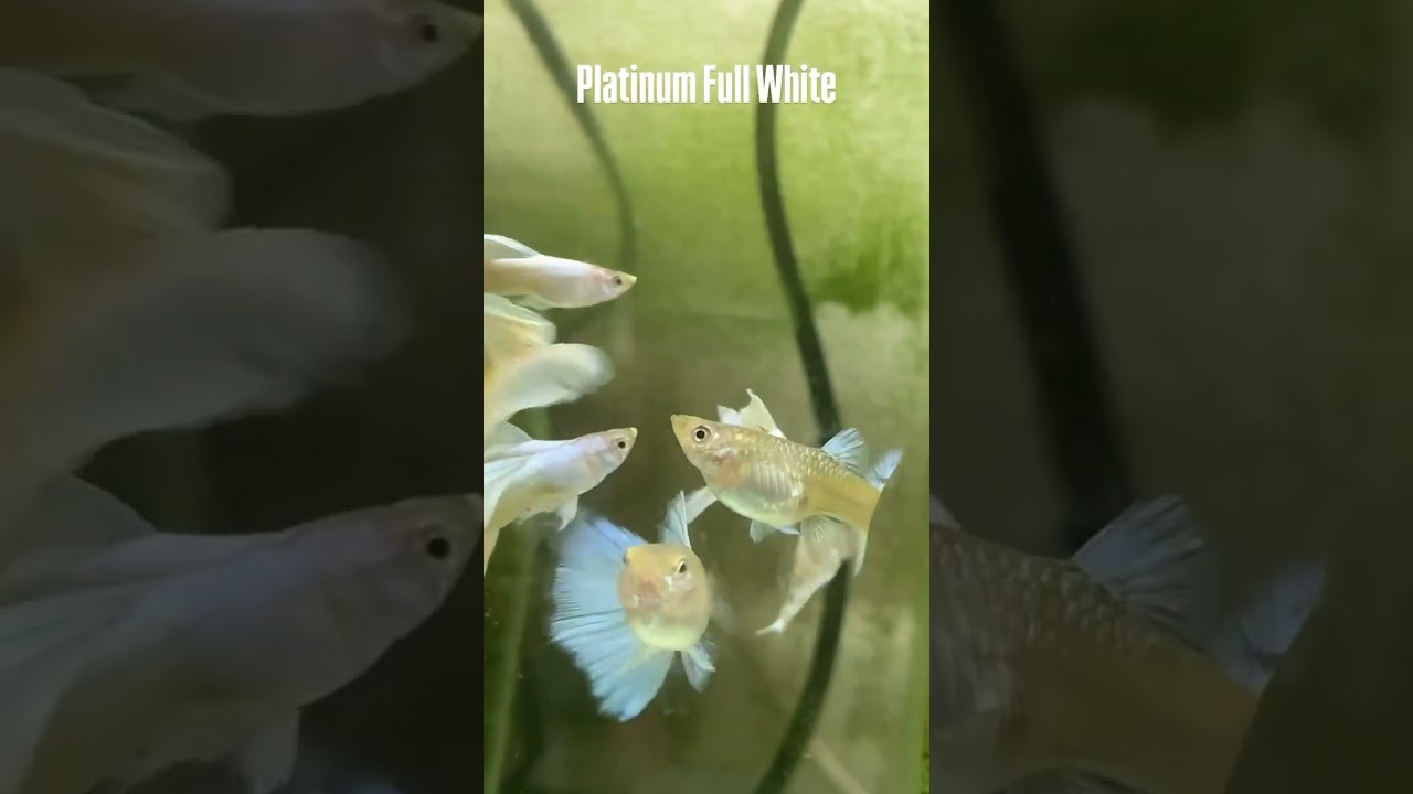 platinum full white guppy fish breed #aquarium #feeds