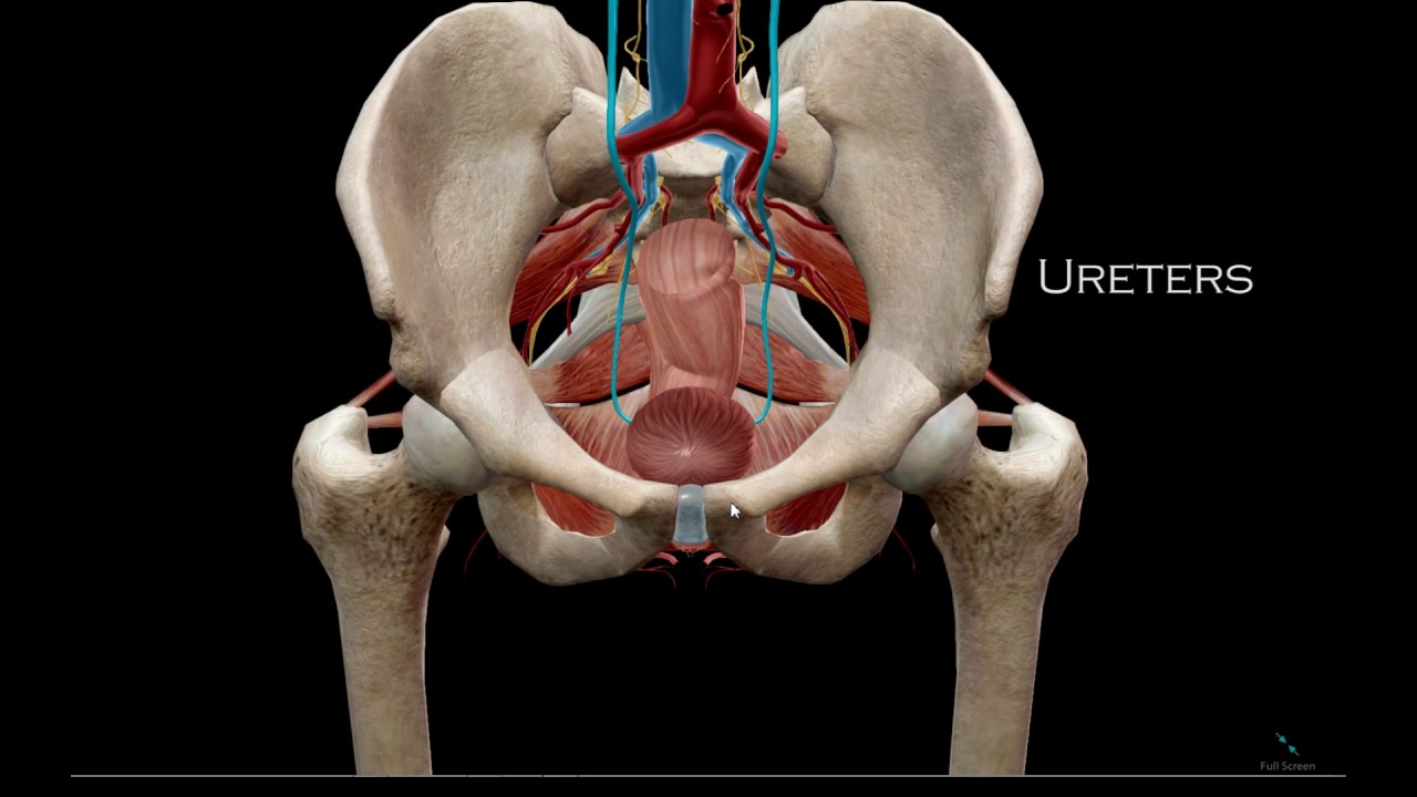 #13 part 1 - Pelvis and Perineum (1 of 3)