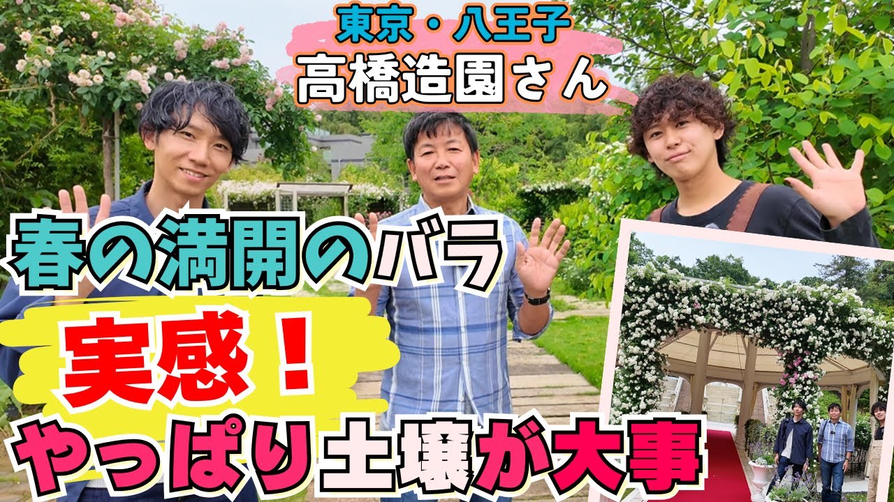 村っち】八王子：冬の誘引から満開へ高橋健汰さん春のバラガーデン