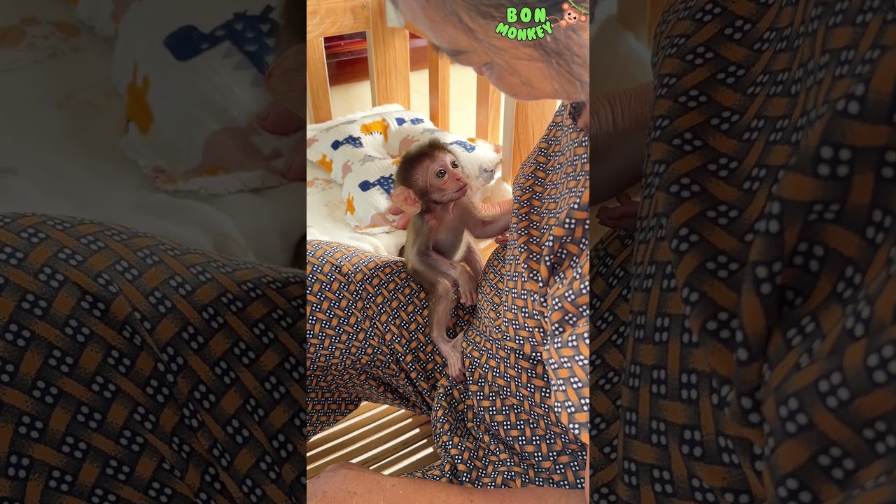 Monkey Baby Bon Stays Close to Grandma Ly for Comfort