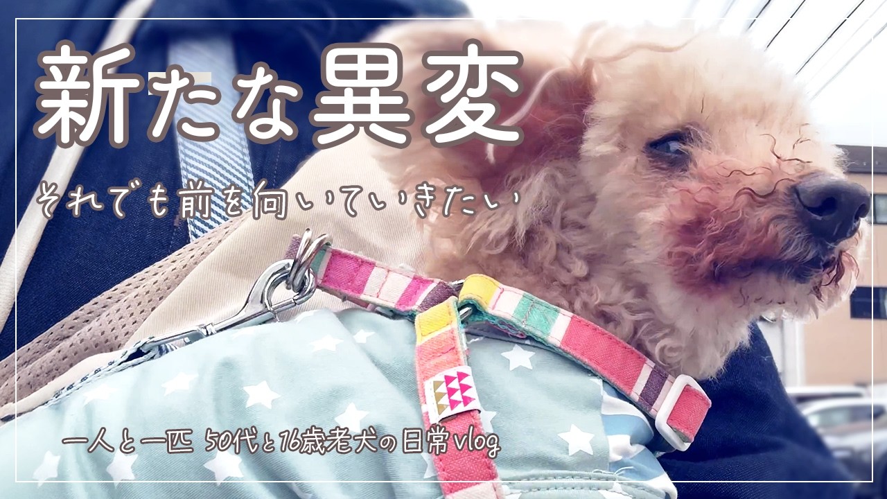 【一人と一匹 50代と16歳老犬の日常vlog】また…モモに新たな不調。でも少しずつ、前を向く日々。/暮らしを少しずつアップデート/朝活/実家で過ごす/シニア犬/老犬/高齢犬の下痢・痙攣/アラフィフ