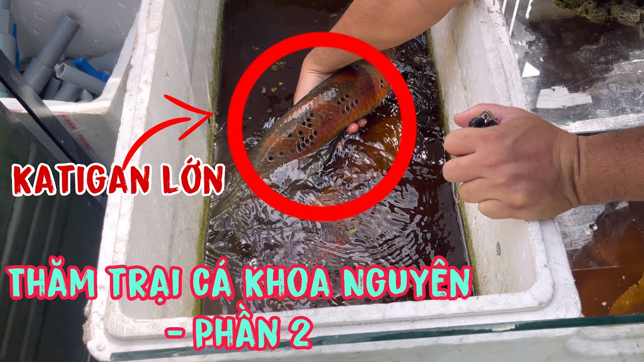 Tiếp tục seri thăm trại cá anh khoa phần 2