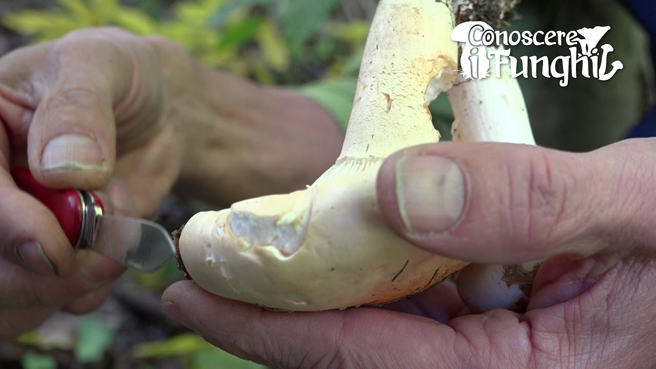Conoscere i Funghi: Hygrophorus Poetarum [ COMMESTIBILE ]