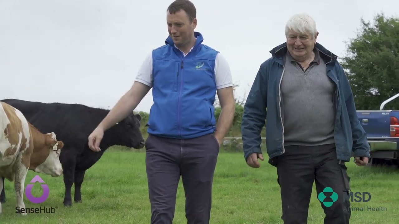 SenseHub Suckler Testimonial - Daire Markham, Roscommon Beef Farmer