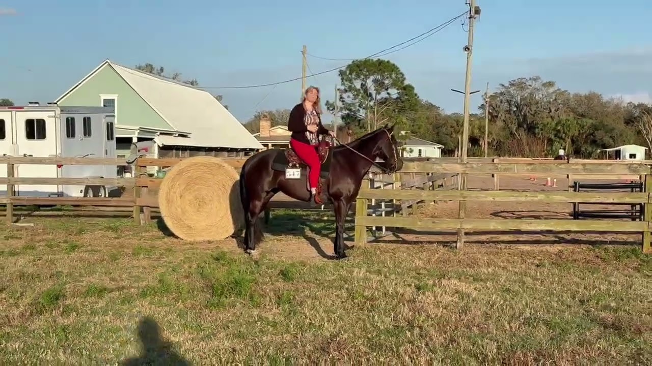 The online horseshow trail Feb