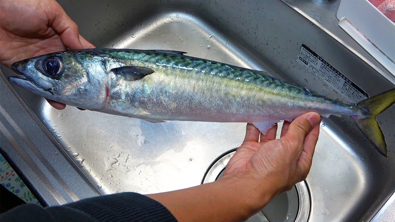 タチウオジギングで釣れたサバを「しめ鯖」にしてみました