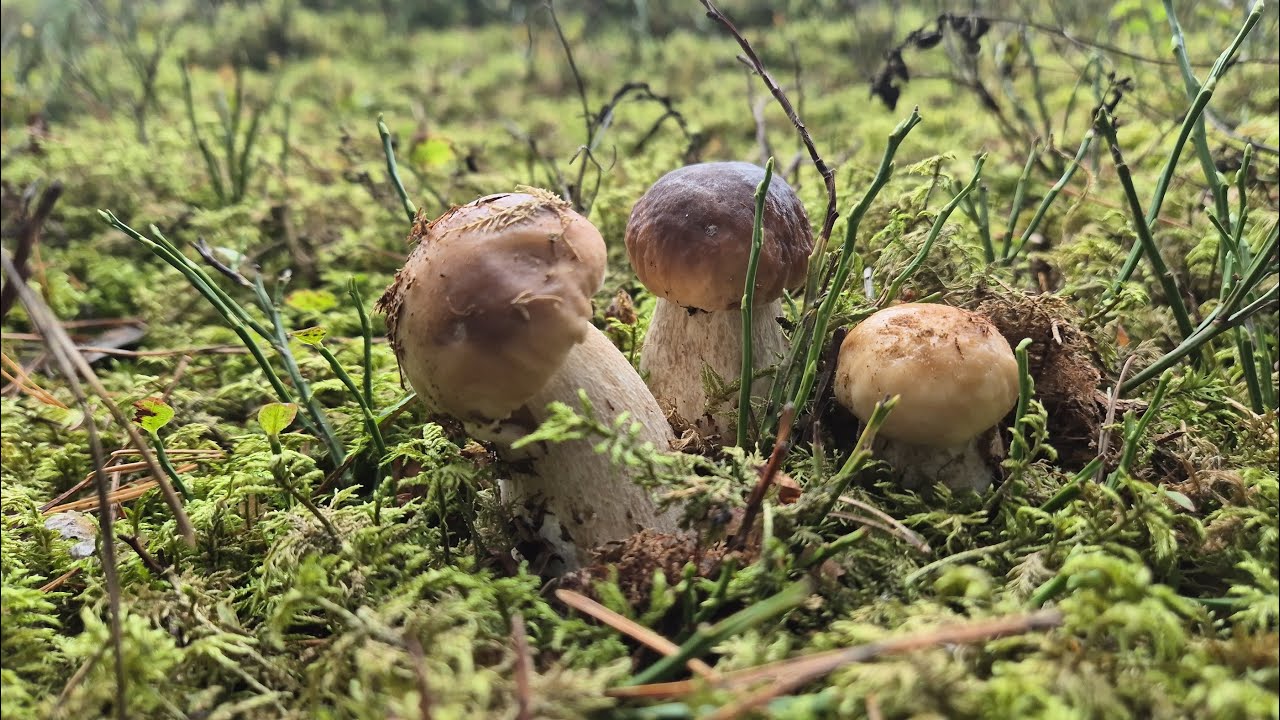 SZOK😮🍄 PONIEDZIAŁKI NAJLEPSZE NA CUDOWNE GRZYBOBRANIE 🍄 NIESAMOWITE BOROWIKI I PODGRZYBKI 🍄 GRZYBY 🍄