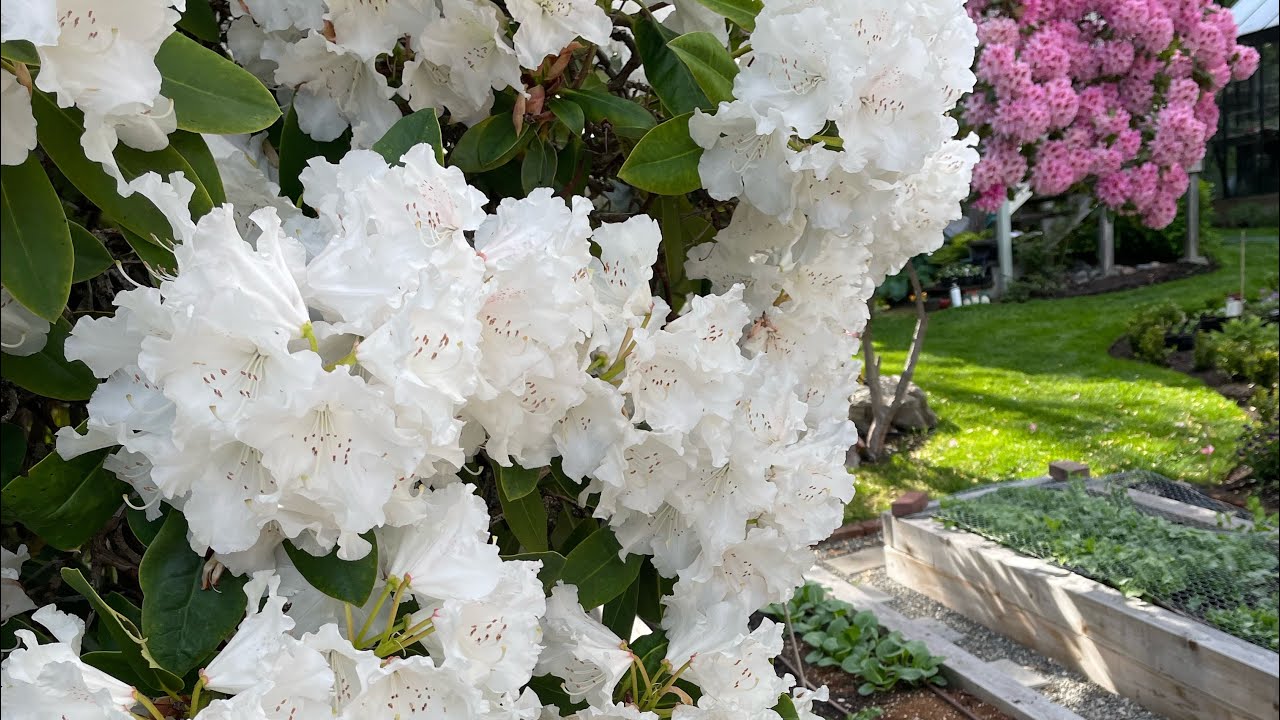 May Garden Tour (Pacific Northwest Zone 9b) 🌱🌸 // Manor Garden
