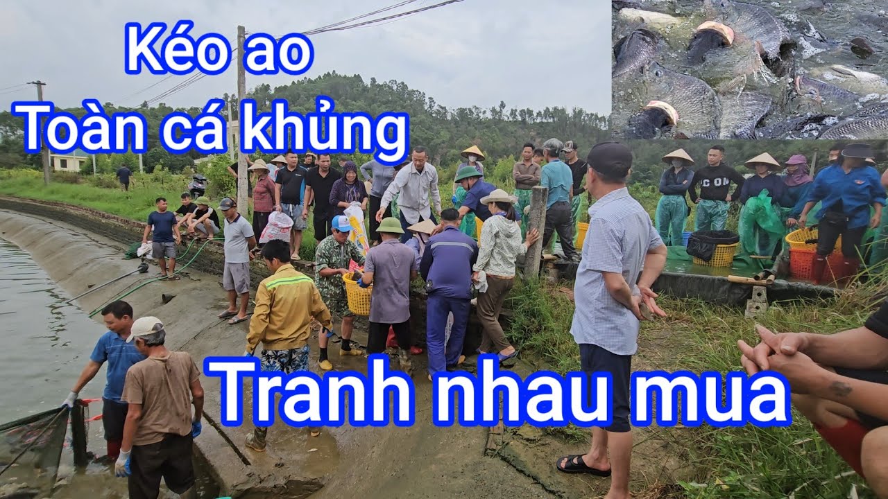 Kéo 5-6 tấn cá ngon , tranh nhau mua không đủ cá mà bán. (ao ông chiến lượt).