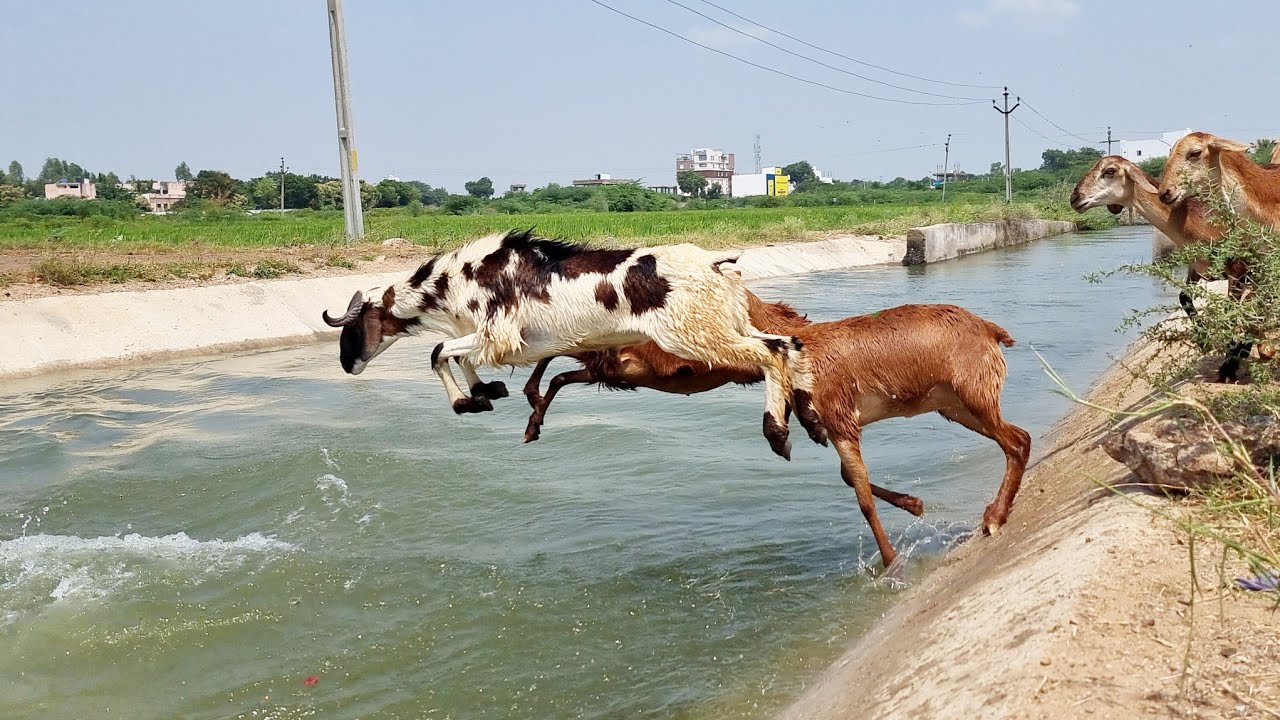 sheeps swimming in krishna river-sheeps swimming video-sheep jumping videos-sheep swimming amazing