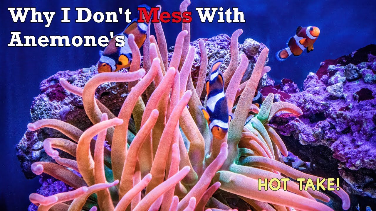 Saltwater tank with Anemone’s. Worth it? 
