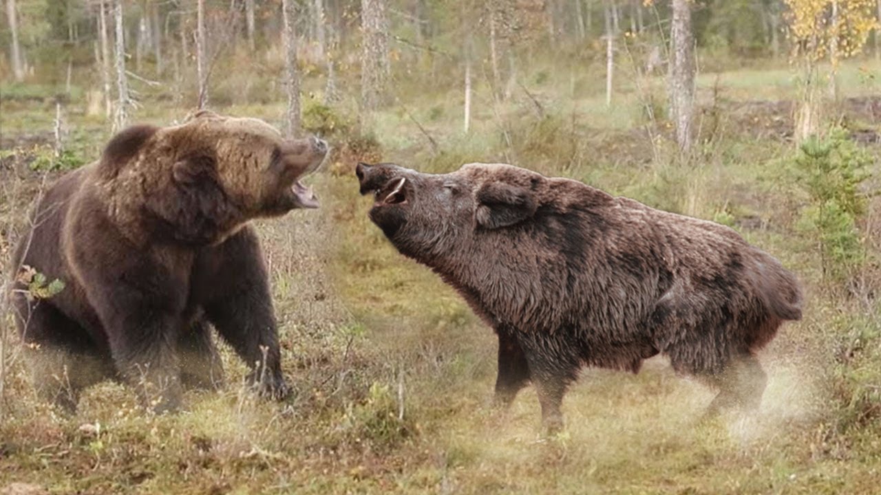 С ним не связываются даже МЕДВЕДИ! СЕКАЧ – самый свирепый кабан!