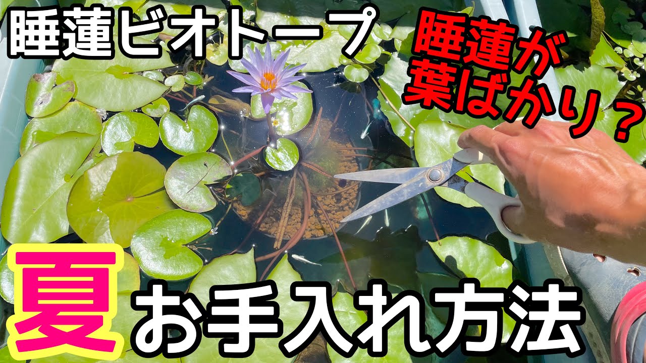 【睡蓮農園】睡蓮ビオトープ夏のお手入れ方法！葉ばかり出てしまう対策は？メダカ睡蓮ビオトープ