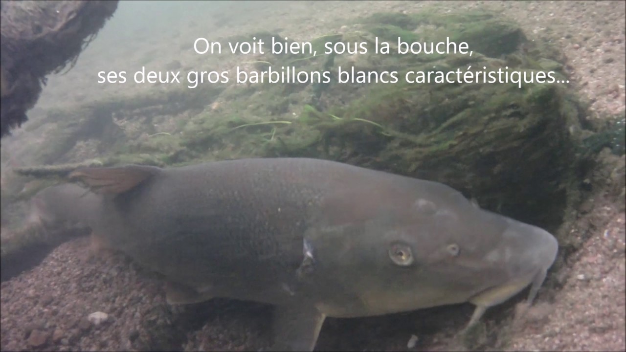 SOUS LA LOIRE  juillet 2017