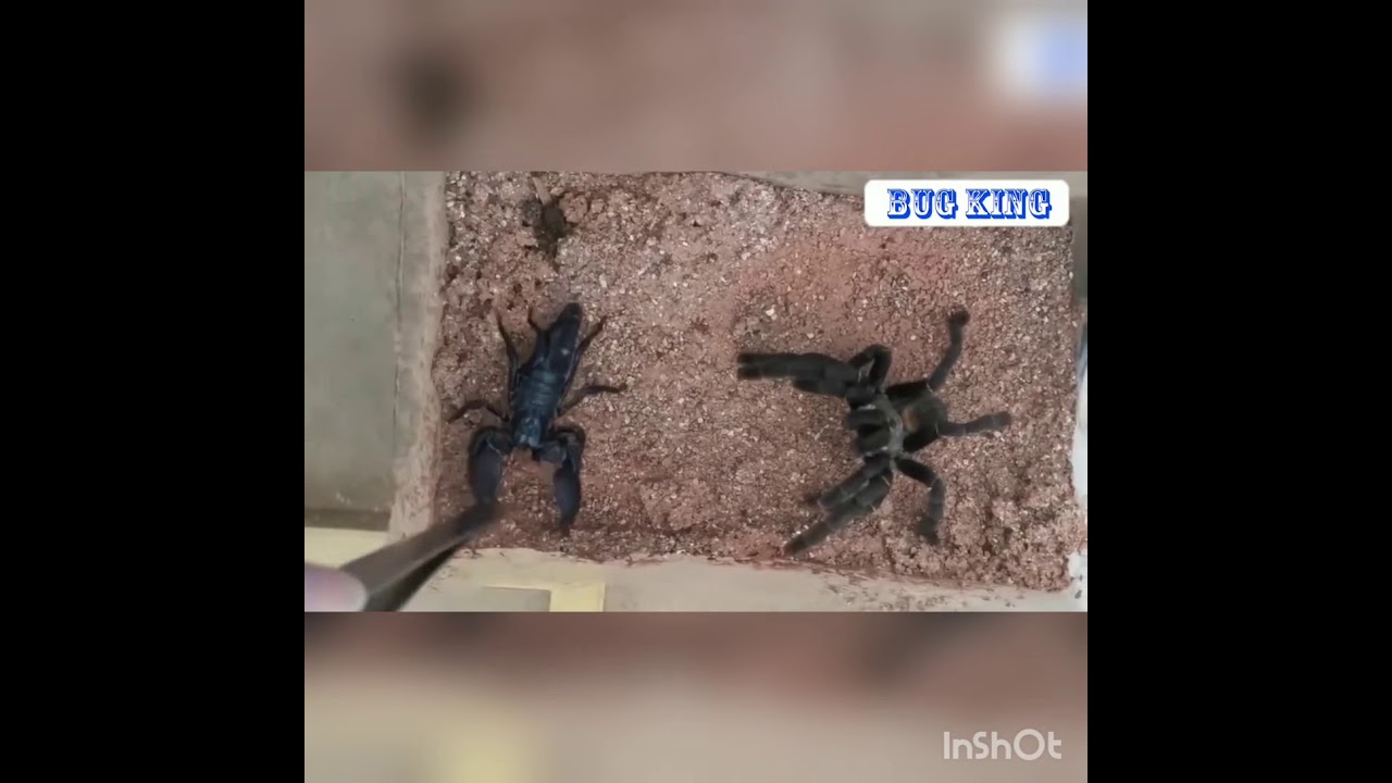 ARANHA GOLIAS VS ESCORPIÃO IMPERADOR